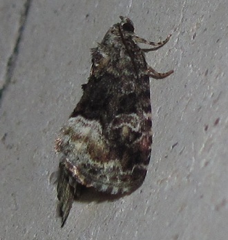 Oligia strigilis? No, Deltote pygarga - Noctuidae